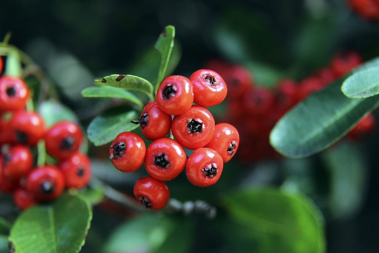 阿斯顿维拉在埃梅里带领下强势冲击英超争冠，与阿森纳激烈争夺榜首。